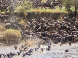 Great Wildebeest Migration