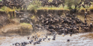 Great Wildebeest Migration