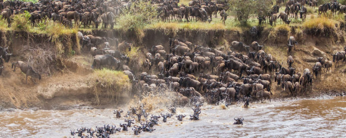 Great Wildebeest Migration